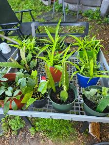 plantes tropicales et aquatiques laval speciaux du 28 au 31 - Photo 6