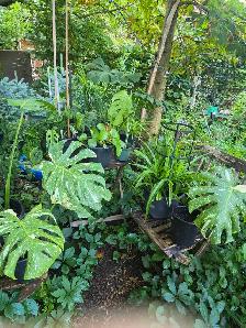 plantes tropicales et aquatiques laval speciaux du 28 au 31 - Photo 7