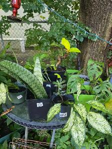 plantes tropicales et aquatiques laval speciaux du 28 au 31 - Photo 8