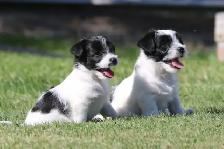 Purebred Russell Terriers