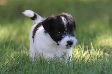 Purebred Russell Terriers - Photo 2