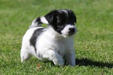 Purebred Russell Terriers - Photo 3