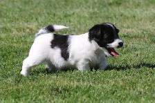 Purebred Russell Terriers - Photo 4