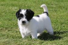 Purebred Russell Terriers - Photo 5