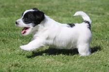 Purebred Russell Terriers - Photo 6