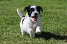Purebred Russell Terriers - Photo 7