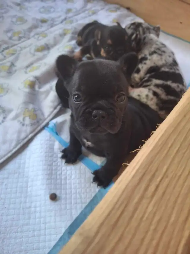 Pure Bred French Bulldogs
