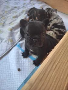 Pure Bred French Bulldogs