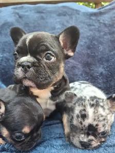 Pure Bred French Bulldogs - Photo 2
