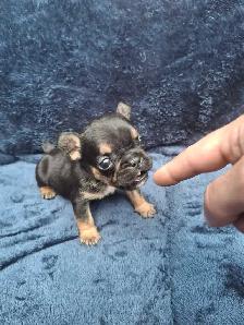 Pure Bred French Bulldogs - Photo 3