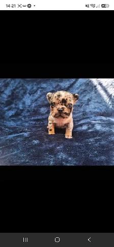 Pure Bred French Bulldogs - Photo 4