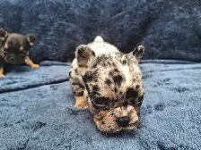 Pure Bred French Bulldogs - Photo 5