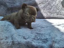 Pure Bred French Bulldogs - Photo 6