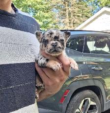 Pure Bred French Bulldogs - Photo 7