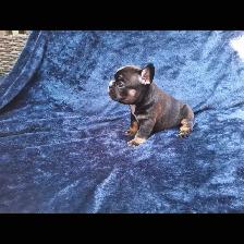 Pure Bred French Bulldogs - Photo 9