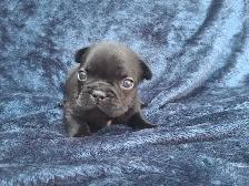 Pure Bred French Bulldogs - Photo 10