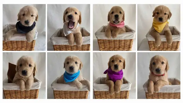 Golden Retriever Puppies