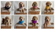 Golden Retriever Puppies