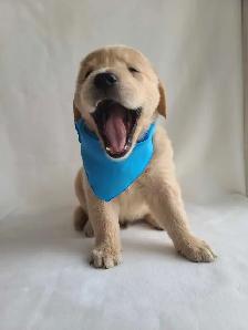 Golden Retriever Puppies - Photo 2