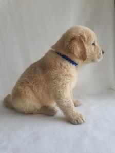 Golden Retriever Puppies - Photo 3