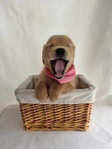 Golden Retriever Puppies - Photo 4
