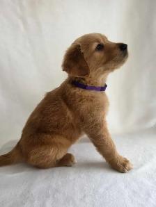 Golden Retriever Puppies - Photo 5