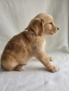 Golden Retriever Puppies - Photo 6