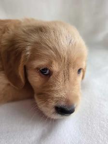 Golden Retriever Puppies - Photo 7