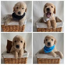 Golden Retriever Puppies - Photo 9