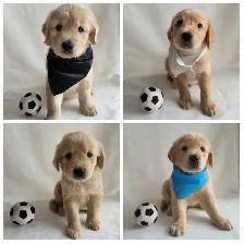 Golden Retriever Puppies - Photo 10