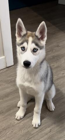 NEED of the BREED. - Photo 6