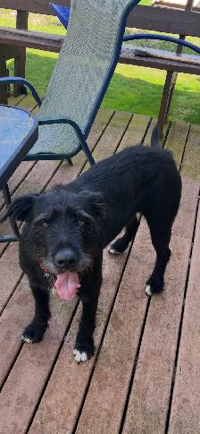 NEED of the BREED. - Photo 7