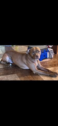 NEED of the BREED. - Photo 8