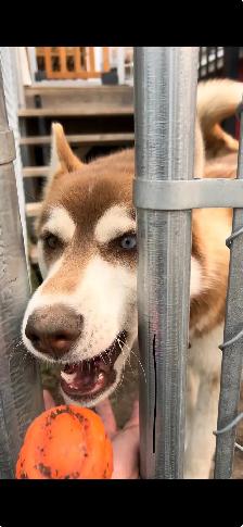 NEED of the BREED. - Photo 9