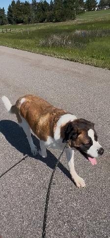 NEED of the BREED. - Photo 11