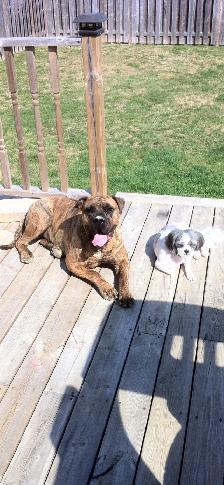 NEED of the BREED. - Photo 14