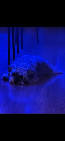 NEED of the BREED. - Photo 15