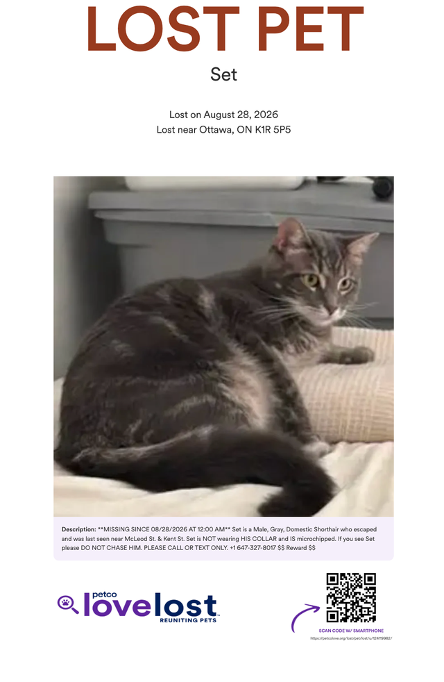 LOST PET - Gray / Domestic Shorthair / Male - $ Reward $