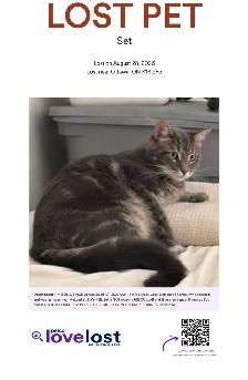 LOST PET - Gray / Domestic Shorthair / Male - $ Reward $