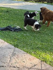 australien Shepherd male and female - Photo 7