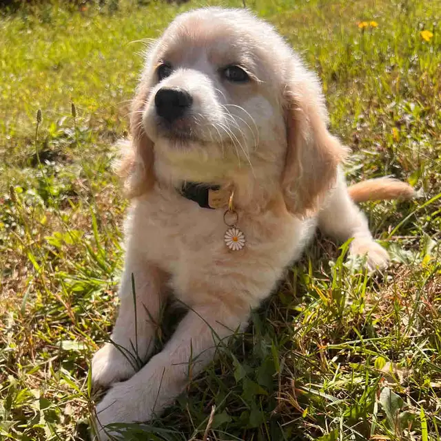Miniature Cockapoo "Champagne" 9 weeks old