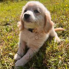 Miniature Cockapoo "Champagne" 9 weeks old