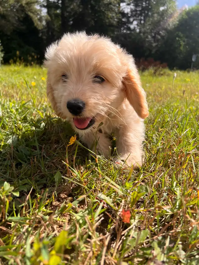Miniature Cockapoo 9 Weeks Old Female