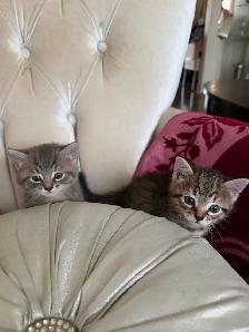 Molo & spido 2 magnifique chatons tigrés - Photo 6