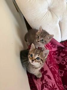 Molo & spido 2 magnifique chatons tigrés - Photo 10