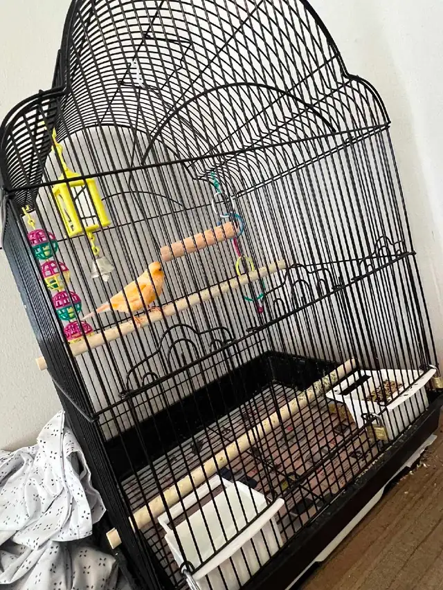 Male Singing Canary for Sale!