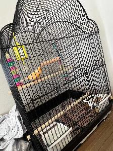 Male Singing Canary for Sale!