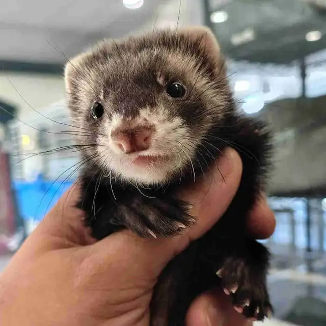 baby ferrets