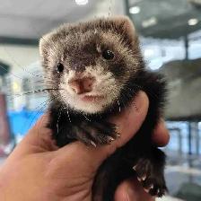 baby ferrets