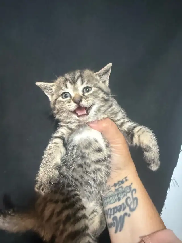 babys 7 weeks old 2 boys 2 girls